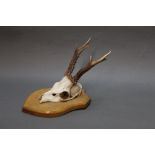 Taxidermy - A six point Roe Buck half skull mount, on an oak shield. shield length 24 cm.