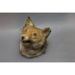 Taxidermy - Fox mask with trade label to the rear "Stuffed by J Law, Hawick".