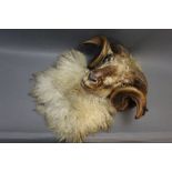 Taxidermy - Rams head with curled horns and tethering loop with glass eyes.