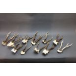 Taxidermy - Eleven sets of Roebuck antlers on quarter skulls, various sizes.