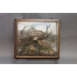 Taxidermy - H Murray Carnforth a female Sparrowhawk mounted in a picture frame five sided glazed