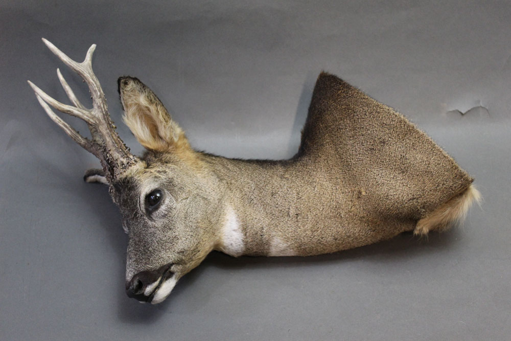 Taxidermy - Six point Roe Deer shoulder mount in winter coat.
