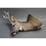 Taxidermy - Six point Roe Deer shoulder mount in winter coat.