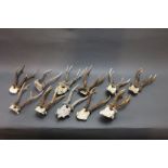 Taxidermy - Eleven sets of Roebuck antlers including an unusual palmated specimen, various sizes.