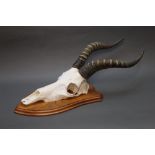 Taxidermy - Blesbok skull and horns mounted on a wooden shield,
