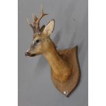 Taxidermy - Roe Buck shoulder mount, mounted on a wooden shield, shot on In Fell in 1999,