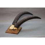 Taxidermy - A set of Roan Antelope horns on quarter skull, mounted on a triangular plaque,