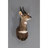 Taxidermy - Cape Bushbuck shoulder mount,