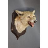 Taxidermy - Peter Spicer & Sons Leamington,