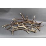 Taxidermy - Eight Red Stag antlers, suitable for stick making.