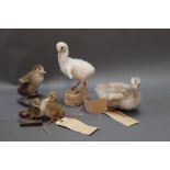 Taxidermy - Five early Edwardian Ducklings, Goslings to include Barnacle Goose, Spectacled Duck etc.