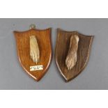 Taxidermy - Peter Spicer & Sons Leamington, a Hare pad mounted on an oak shield with ivorine plaque,