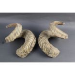 A large pair of sheep horns.