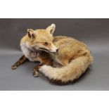 Taxidermy - A full mount recumbent Red Fox. Height 327 cm.