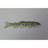 Rod Sutterby (Roderick) a pencil and watercolour of a trout fry with parr marks,