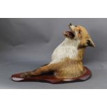 Taxidermy - A half mount fox, mounted on a mahogany shield. Length 55 cm.