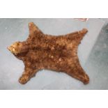 Taxidermy - A Victorian brown bearskin rug.