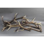 Taxidermy - Eight Red Stag antlers, suitable for stick making.