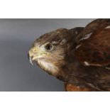 Taxidermy - A Harris Hawk mounted on a leather gauntlet, wearing jessies, bells etc,
