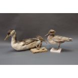 Taxidermy - Three pieces of early Edwardian taxidermy, Great Crested Grebe,