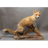 Taxidermy - a full mount Fox raised on a wooden base with moss and grasses.