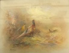 JAMES STINTON "Pheasants in a landscape", watercolour heightened with white, signed lower left,