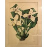 AFTER J ANDREWS and W FITCH "Botanical studies", a set of six chromolithographs,