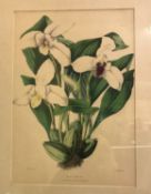 AFTER J ANDREWS and W FITCH "Botanical studies", a set of six chromolithographs,