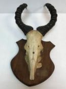 Two pairs of antlers each mounted on a shield shaped plaque one with label inscribed "Nilgiri Hills