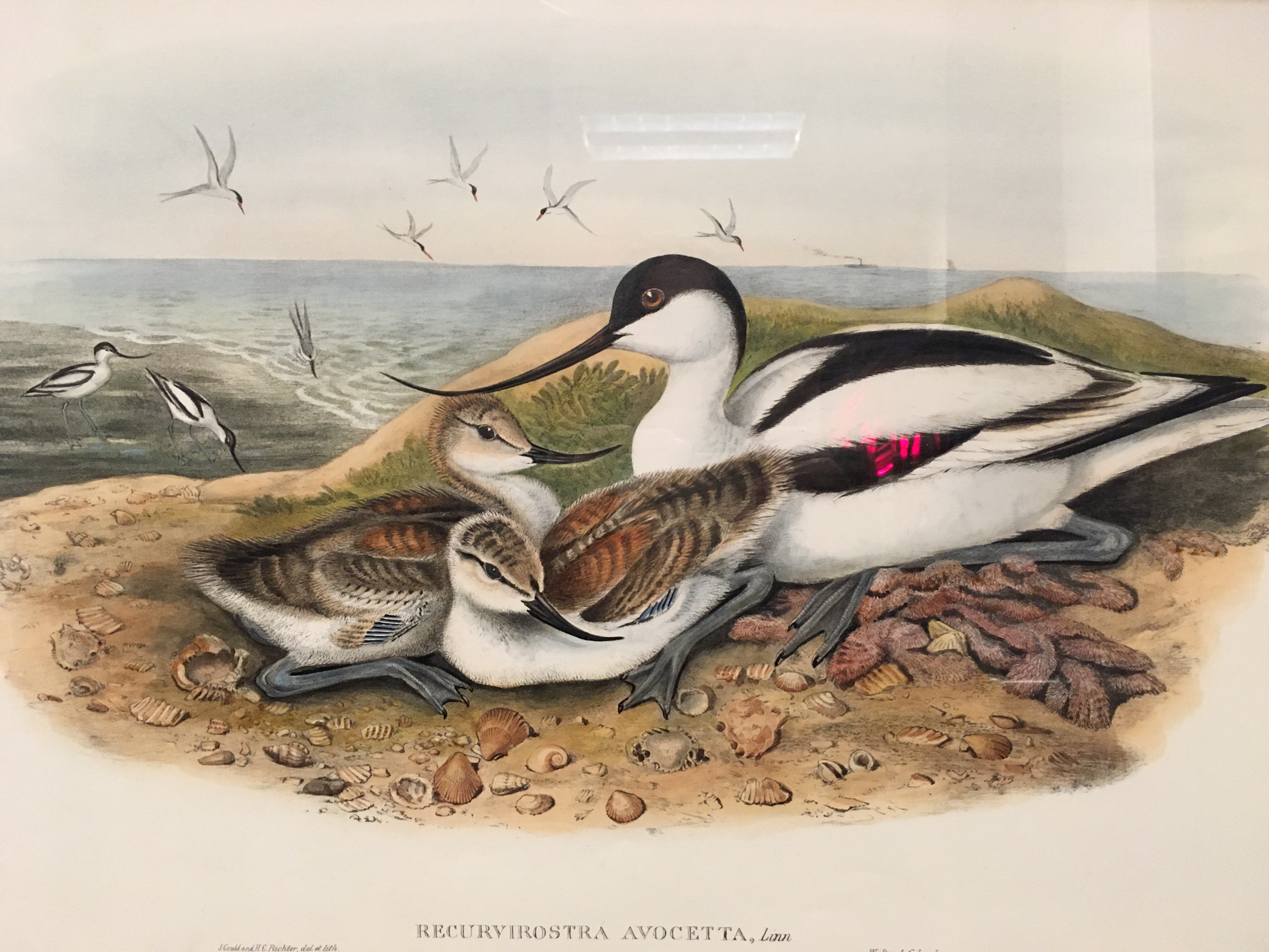 AFTER JOHN GOULD AND H.C. - Image 2 of 4