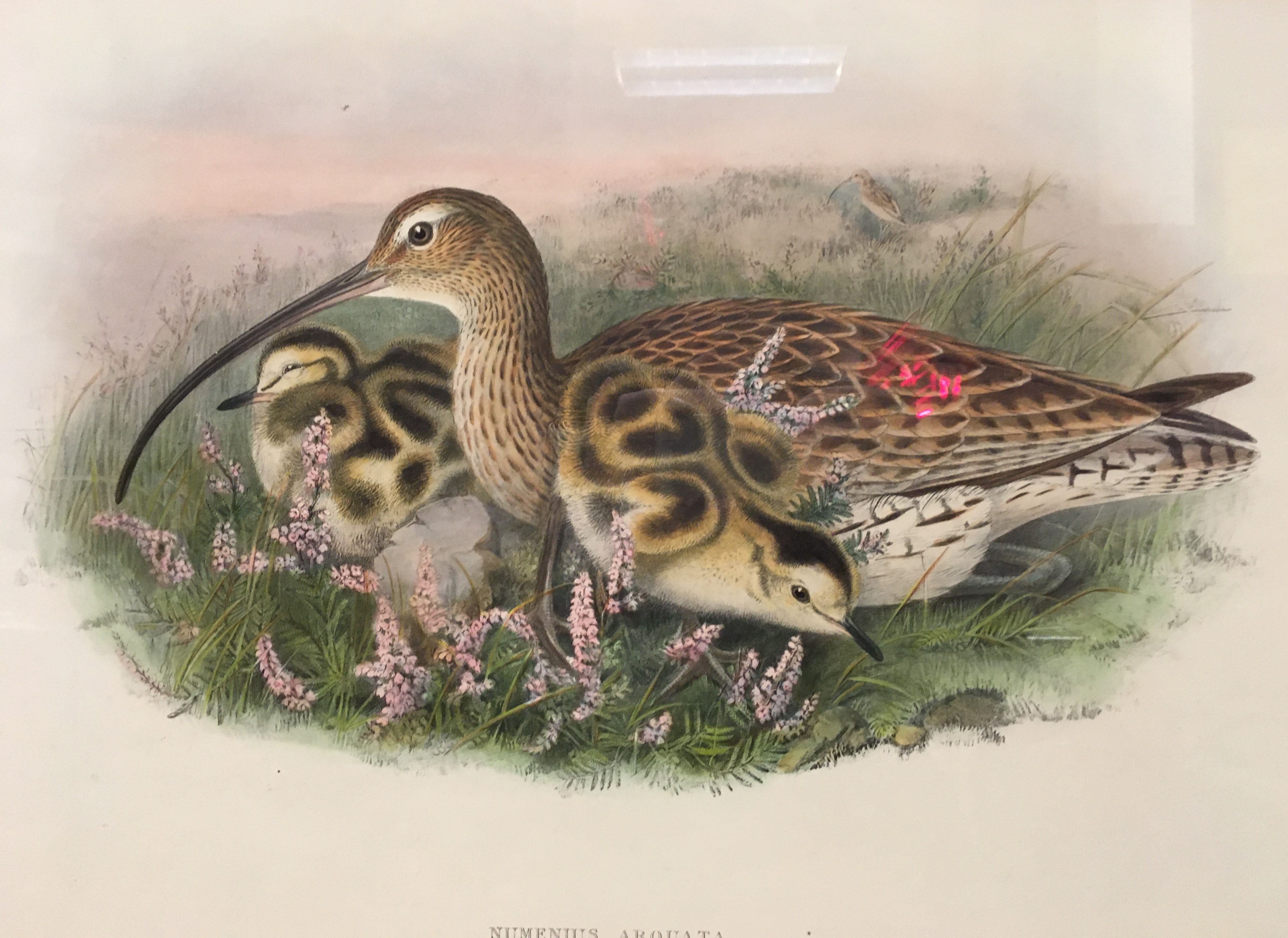 AFTER JOHN GOULD AND H.C. - Image 4 of 4