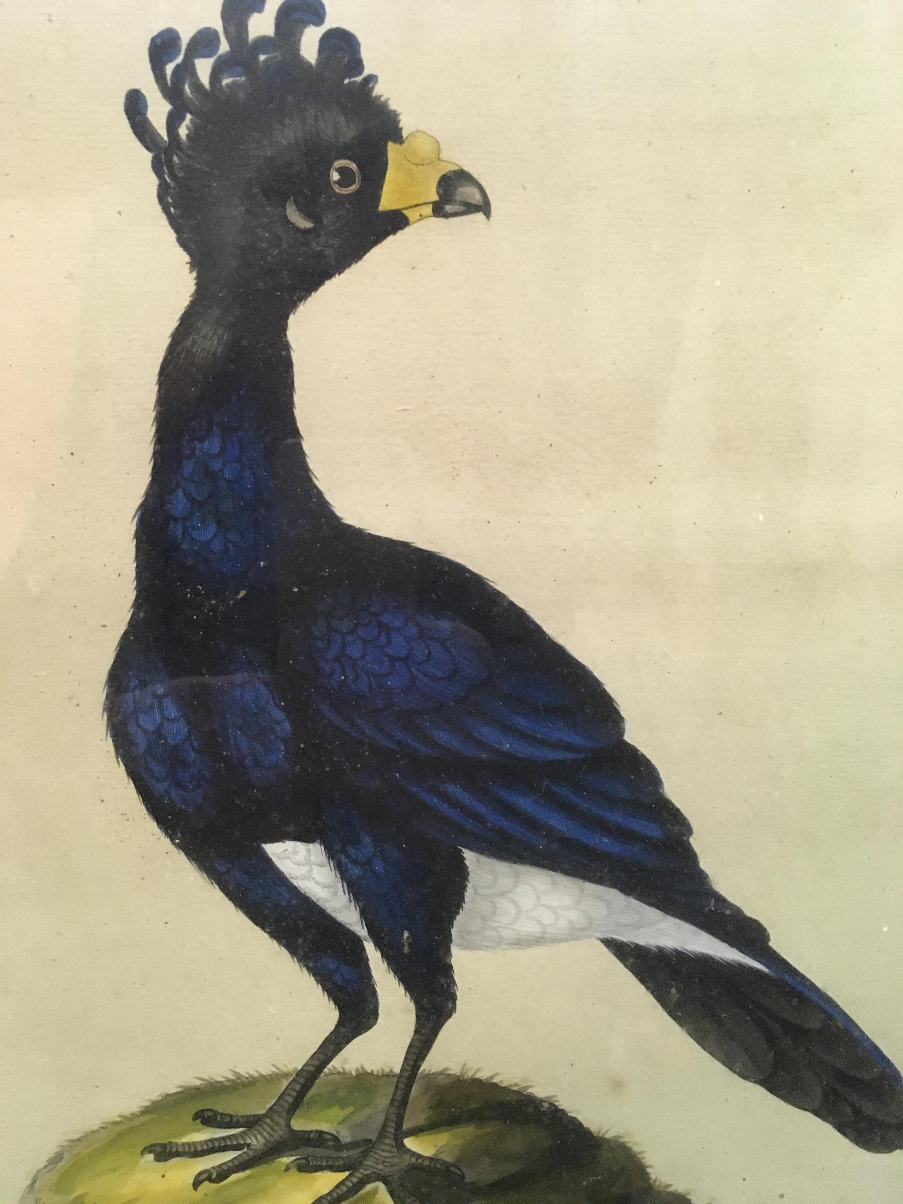 ATTRIBUTED TO WILLIAM HAYES (1729-1799) "Curasso male" watercolour, - Image 2 of 2