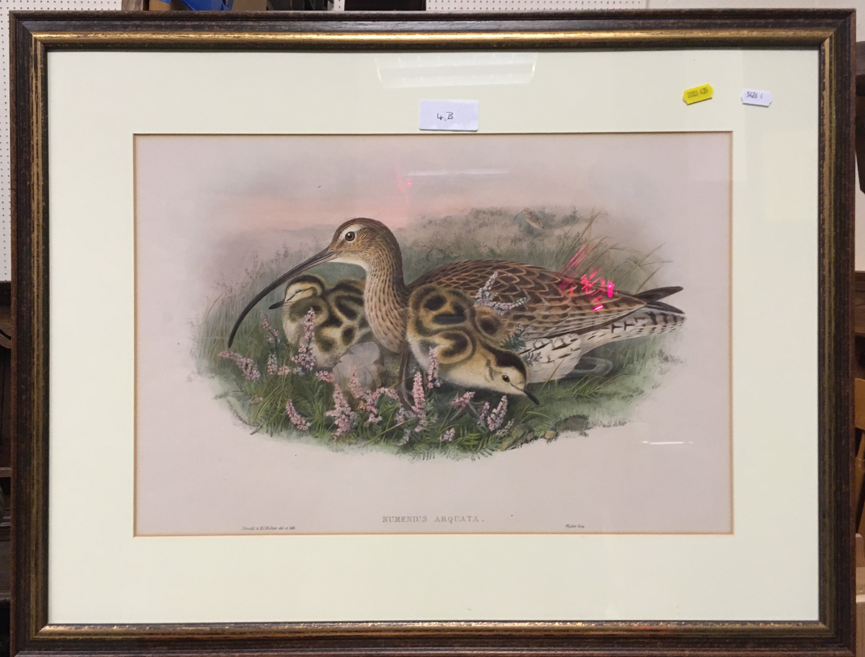 AFTER JOHN GOULD AND H.C. - Image 3 of 4