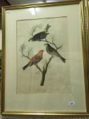 AFTER J GOULD and H C RICHTER "Eriocnemis Godini", a botanical study, with hummingbirds,