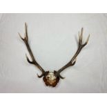 1955 Balmoral, New Zealand mounted Stag Antlers. Looks great over an open fireplace or in an outdoor