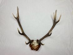1955 Balmoral, New Zealand mounted Stag Antlers. Looks great over an open fireplace or in an outdoor