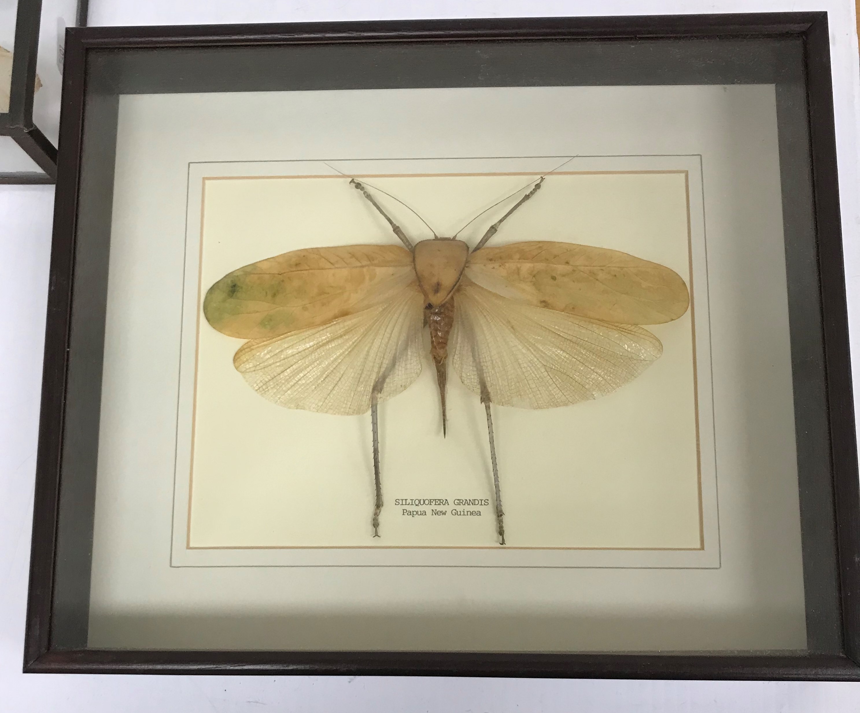 Taxidermy - A collection of assorted cased Butterflies to include Rumanzovia, Doxocopa, Batesia, - Image 3 of 5