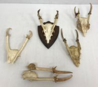 Taxidermy - A collection of Muntjac skulls and antlers and a pair of Indian Muntjac antlers