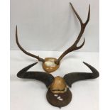 Taxidermy - A pair of Wildebeest horns on shield shaped plaque, bears remains of paper label verso,