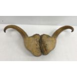 Taxidermy - A pair of Musk Ox horns,