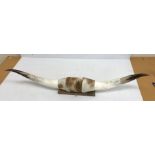 Taxidermy - A pair of polished wall mounted Cow horns with Cow hide centre,