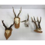 Taxidermy - Four assorted Roe deer part skulls and antlers, one with deformed antler set,
