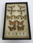Taxidermy - A collection of assorted cased Butterflies to include Rumanzovia, Doxocopa, Batesia,
