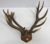 Taxidermy - A pair of red deer antlers set on a wooden shield 70 cm wide x 59 cm high