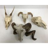 Taxidermy - A Red deer part skull with deformed antlers,