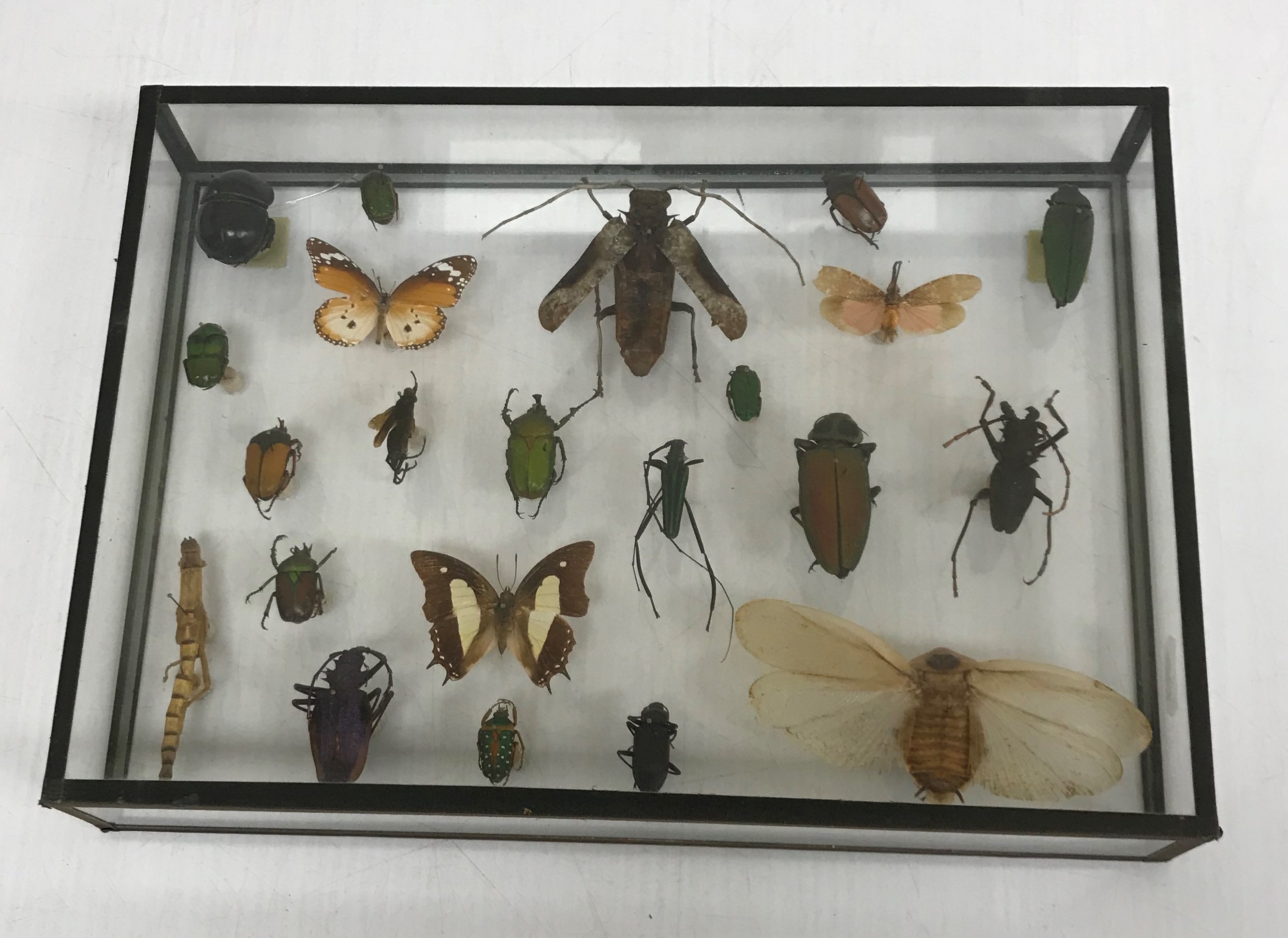 Taxidermy - A collection of assorted cased Butterflies to include Rumanzovia, Doxocopa, Batesia, - Image 2 of 5