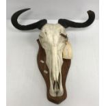 Taxidermy - a Blue Wildebeest part skull and horns, mounted on a shield shaped plaque,