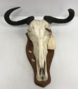Taxidermy - a Blue Wildebeest part skull and horns, mounted on a shield shaped plaque,