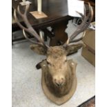Taxidermy - a twelve point red deer stag head set on a wooden shield shaped plaque inscribed