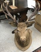 Taxidermy - a twelve point red deer stag head set on a wooden shield shaped plaque inscribed